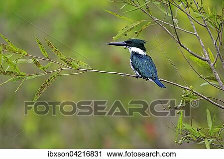 Amazon kingfisher (Chloroceryle amazona), adult on the lookout, in a tree, Pantanal, Mato Grosso, Brazil, South America View Large Photo Image Stock Image - Amazon kingfisher (Chloroceryle amazona), adult on the lookout, in a tree, Pantanal, Mato Grosso, Brazil, South America. Fotosearch