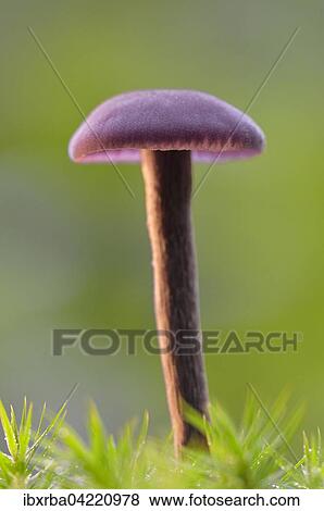 Amethyst deceiver (Laccaria amethystina) in moss, North Rhine-Westphalia, Germany, Europe View Large Photo Image Stock Photo - Amethyst deceiver (Laccaria amethystina) in moss, North Rhine-Westphalia, Germany, Europe. Fotosearch