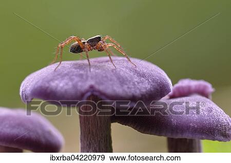 Amethyst deceiver (Laccaria amethystina) with a spider, North Rhine-Westphalia, Germany, Europe View Large Photo Image Stock Photo - Amethyst deceiver (Laccaria amethystina) with a spider, North Rhine-Westphalia, Germany, Europe. Fotosearch