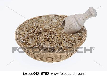 Ancient grain, kamut, Khorasan wheat or Oriental wheat (Triticum turgidum x polonicum) View Large Photo Image Stock Image - Ancient grain, kamut, Khorasan wheat or Oriental wheat (Triticum turgidum x polonicum). Fotosearch