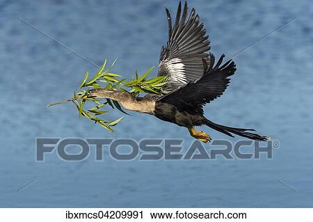 Anhinga or darter (Anhinga anhinga), flying with nesting material, breeding plumage, Venice, Florida, USA, North America View Large Photo Image Stock Image - Anhinga or darter (Anhinga anhinga), flying with nesting material, breeding plumage, Venice, Florida, USA, North America. Fotosearch