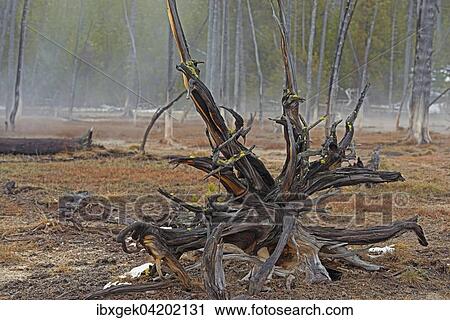 Stock Image - Artists Paint Pots, Yellowstone National Park, Wyoming, USA, North America. Fotosearch