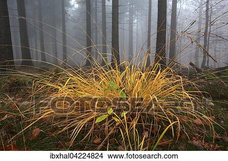 Autumn-colored grass, trees in the forest behind, in the fog, autumn forest, Baden-Wurttemberg, Germany, Europe View Large Photo Image Picture - Autumn-colored grass, trees in the forest behind, in the fog, autumn forest, Baden-Wurttemberg, Germany, Europe. Fotosearch