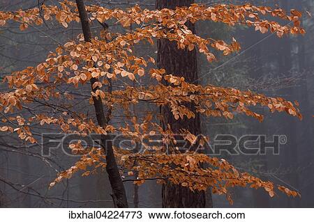 Autumn coloured leaves on a tree trunk, forest, autumn woods, fog, Baden-Wurttemberg, Germany, Europe View Large Photo Image Stock Image - Autumn coloured leaves on a tree trunk, forest, autumn woods, fog, Baden-Wurttemberg, Germany, Europe. Fotosearch