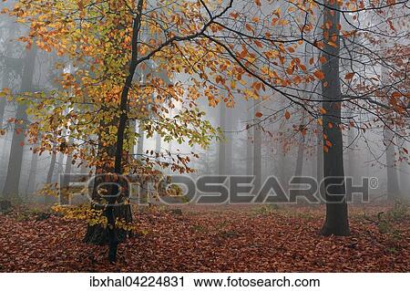 Autumnal forest in the fog, brightly colored leaves, autumn forest, trees, Baden-Wurttemberg, Germany, Europe View Large Photo Image Stock Image - Autumnal forest in the fog, brightly colored leaves, autumn forest, trees, Baden-Wurttemberg, Germany, Europe. Fotosearch