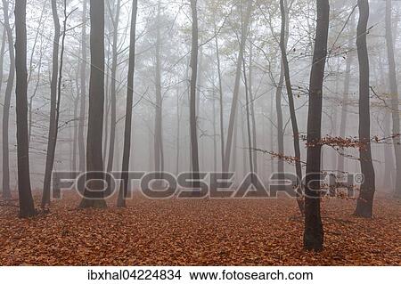 Autumnal forest in the fog, colored leaves on the forest floor, autumn forest, trees, Baden-Wurttemberg, Germany, Europe View Large Photo Image Picture - Autumnal forest in the fog, colored leaves on the forest floor, autumn forest, trees, Baden-Wurttemberg, Germany, Europe. Fotosearch