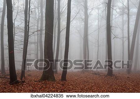 Autumnal forest in the fog, colored leaves on the forest floor, autumn forest, trees, Baden-Wurttemberg, Germany, Europe View Large Photo Image Stock Photography - Autumnal forest in the fog, colored leaves on the forest floor, autumn forest, trees, Baden-Wurttemberg, Germany, Europe. Fotosearch