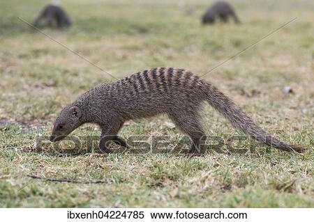 Banded mongoose (Mungos mungo), Etosha National Park, Namibia, Africa View Large Photo Image Stock Photography - Banded mongoose (Mungos mungo), Etosha National Park, Namibia, Africa. Fotosearch