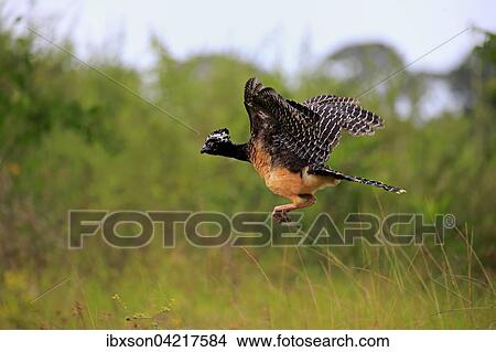 Bare-faced curassow (Crax fasciolata), adult, female, flying, taking off, Pantanal, Mato Grosso, Brazil, South America View Large Photo Image Picture - Bare-faced curassow (Crax fasciolata), adult, female, flying, taking off, Pantanal, Mato Grosso, Brazil, South America. Fotosearch