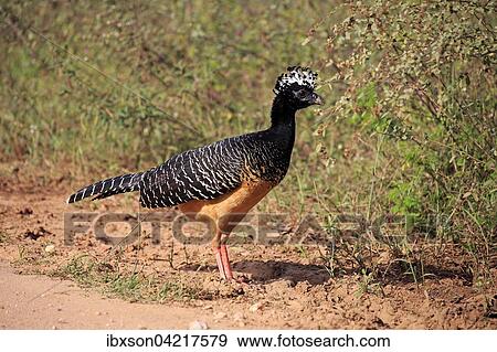 Bare-faced curassow (Crax fasciolata), adult, female, Pantanal, Mato Grosso, Brazil, South America View Large Photo Image Stock Photo - Bare-faced curassow (Crax fasciolata), adult, female, Pantanal, Mato Grosso, Brazil, South America. Fotosearch