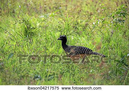 Bare-faced curassow (Crax fasciolata), adult, female, Pantanal, Mato Grosso, Brazil, South America View Large Photo Image Stock Photography - Bare-faced curassow (Crax fasciolata), adult, female, Pantanal, Mato Grosso, Brazil, South America. Fotosearch