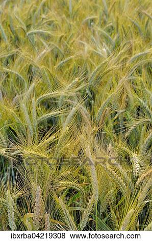 Barley (Hordeum vulgare), Germany, Europe View Large Photo Image Stock Photo - Barley (Hordeum vulgare), Germany, Europe. Fotosearch