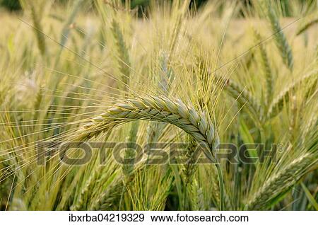 Stock Photo - Barley (Hordeum vulgare), Germany, Europe. Fotosearch