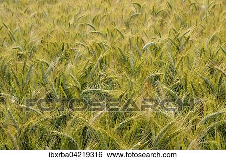 Barley (Hordeum vulgare), Germany, Europe View Large Photo Image Stock Photograph - Barley (Hordeum vulgare), Germany, Europe. Fotosearch