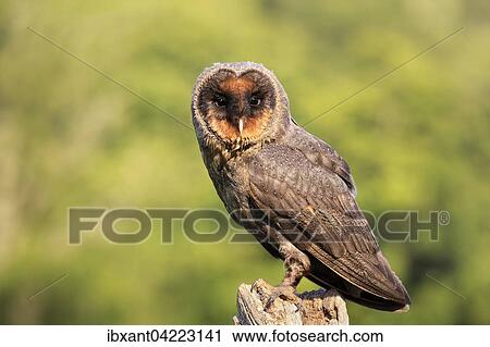 Barn owl (Tyto alba), on the lookout, portrait, Vulkaneifel, Rhineland-Palatinate, Germany, Europe View Large Photo Image Stock Image - Barn owl (Tyto alba), on the lookout, portrait, Vulkaneifel, Rhineland-Palatinate, Germany, Europe. Fotosearch