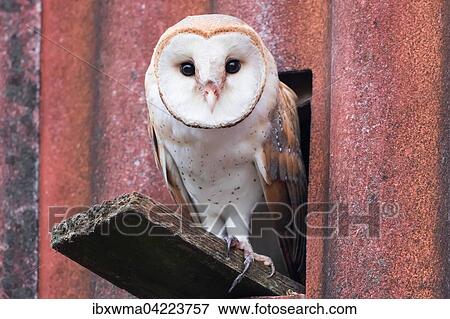 Barn owl (Tyto alba) sitting in front of the entrance hole to the nest, Hesse, Germany, Europe View Large Photo Image Stock Photo - Barn owl (Tyto alba) sitting in front of the entrance hole to the nest, Hesse, Germany, Europe. Fotosearch
