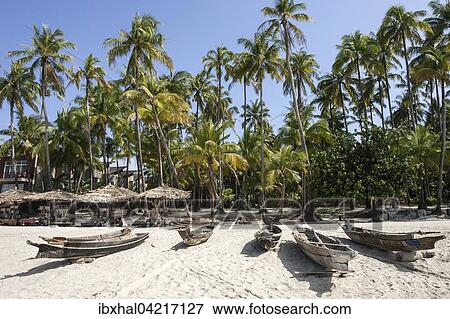 Beach with old parasols and fishing boats under palm trees in Ngapali Beach, Thandwe, Rakhine State, Myanmar, Asia View Large Photo Image Stock Photo - Beach with old parasols and fishing boats under palm trees in Ngapali Beach, Thandwe, Rakhine State, Myanmar, Asia. Fotosearch
