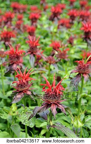 Stock Photo - Bee balm (Monarda didyma), North Rhine-Westphalia, Germany, Europe. Fotosearch