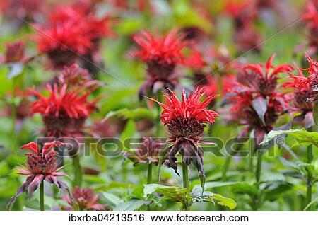 Stock Photograph - Bee balm (Monarda didyma), North Rhine-Westphalia, Germany, Europe. Fotosearch