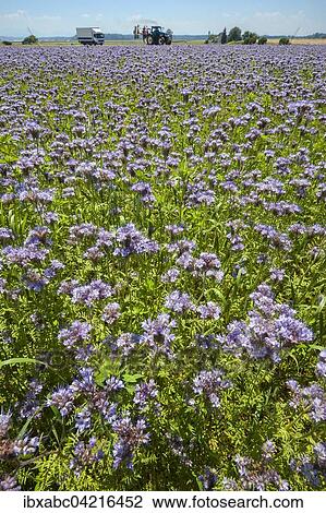 Bee pasture, lacy phacelia, blue tansy or purple tansy, (Phacelia tanacetifolia) in Aying, Bavaria, Germany, Europe View Large Photo Image Stock Image - Bee pasture, lacy phacelia, blue tansy or purple tansy, (Phacelia tanacetifolia) in Aying, Bavaria, Germany, Europe. Fotosearch