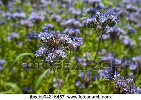 Bee pasture, lacy phacelia, blue tansy or purple tansy, (Phacelia tanacetifolia) in Aying, Bavaria, Germany, Europe View Large Photo Image Stock Photo - Bee pasture, lacy phacelia, blue tansy or purple tansy, (Phacelia tanacetifolia) in Aying, Bavaria, Germany, Europe. Fotosearch
