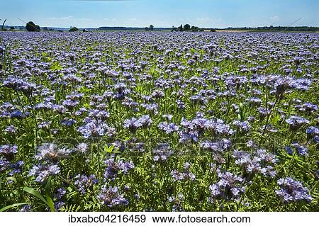 Bee pasture, lacy phacelia, blue tansy or purple tansy, (Phacelia tanacetifolia) in Aying, Bavaria, Germany, Europe View Large Photo Image Stock Photo - Bee pasture, lacy phacelia, blue tansy or purple tansy, (Phacelia tanacetifolia) in Aying, Bavaria, Germany, Europe. Fotosearch