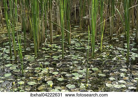 Biotope, reed pond, Benediktbeurer moor, Benediktbeuern, Upper Bavaria, Bavaria, Germany, Europe View Large Photo Image Stock Image - Biotope, reed pond, Benediktbeurer moor, Benediktbeuern, Upper Bavaria, Bavaria, Germany, Europe. Fotosearch
