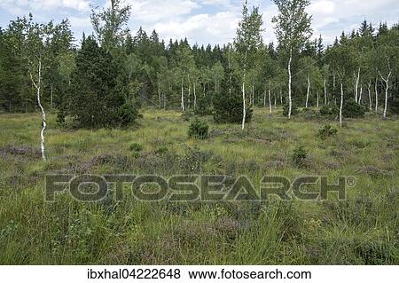Stock Photo - Birch trees (Betula sp. ), heather (Erika) and typical vegetation in the bog, Murnau moor, Murnau, Upper Bavaria, Bavaria, Germany, Europe. Fotosearch