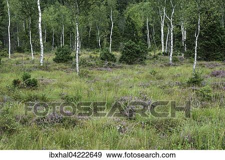 Stock Photo - Birch trees (Betula sp. ), heather (Erika) and typical vegetation in the bog, Murnau moor, Murnau, Upper Bavaria, Bavaria, Germany, Europe. Fotosearch