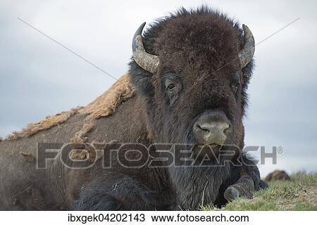 Bison (Bison bison), Yellowstone National Park, Wyoming, USA, North America View Large Photo Image Stock Image - Bison (Bison bison), Yellowstone National Park, Wyoming, USA, North America. Fotosearch