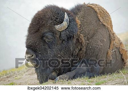 Bison (Bison bison), Yellowstone National Park, Wyoming, USA, North America View Large Photo Image Stock Photography - Bison (Bison bison), Yellowstone National Park, Wyoming, USA, North America. Fotosearch