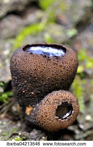 Black bulgar (Bulgaria inquinans), North Rhine-Westphalia, Germany, Europe View Large Photo Image Stock Photograph - Black bulgar (Bulgaria inquinans), North Rhine-Westphalia, Germany, Europe. Fotosearch