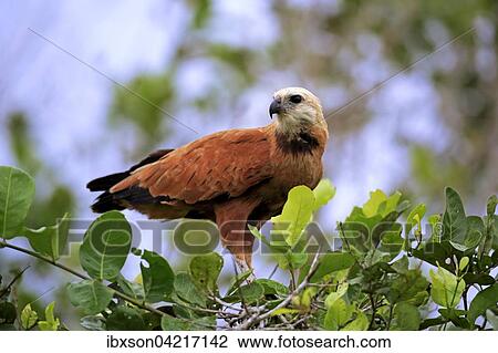 Black-collared hawk (Busarellus nigricollis), adult on a tree, Pantanal, Mato Grosso, Brazil, South America View Large Photo Image Stock Image - Black-collared hawk (Busarellus nigricollis), adult on a tree, Pantanal, Mato Grosso, Brazil, South America. Fotosearch