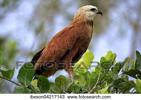 Black-collared hawk (Busarellus nigricollis), adult on a tree, Pantanal, Mato Grosso, Brazil, South America View Large Photo Image Stock Image - Black-collared hawk (Busarellus nigricollis), adult on a tree, Pantanal, Mato Grosso, Brazil, South America. Fotosearch