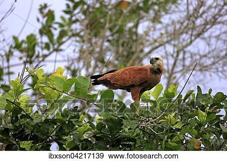 Black-collared hawk (Busarellus nigricollis), adult on a tree, Pantanal, Mato Grosso, Brazil, South America View Large Photo Image Stock Photo - Black-collared hawk (Busarellus nigricollis), adult on a tree, Pantanal, Mato Grosso, Brazil, South America. Fotosearch