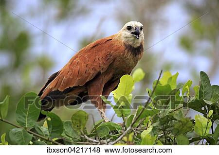 Black-collared hawk (Busarellus nigricollis), adult on a tree, calling, Pantanal, Mato Grosso, Brazil, South America View Large Photo Image Stock Photo - Black-collared hawk (Busarellus nigricollis), adult on a tree, calling, Pantanal, Mato Grosso, Brazil, South America. Fotosearch