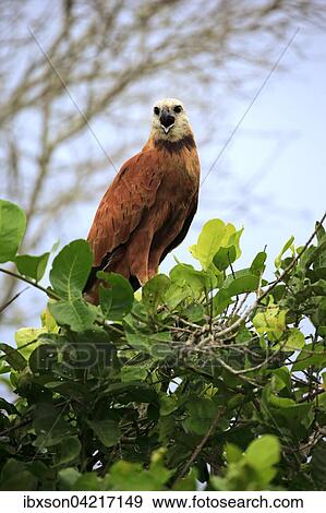 Black-collared hawk (Busarellus nigricollis), adult on a tree, calling, Pantanal, Mato Grosso, Brazil, South America View Large Photo Image Stock Photo - Black-collared hawk (Busarellus nigricollis), adult on a tree, calling, Pantanal, Mato Grosso, Brazil, South America. Fotosearch