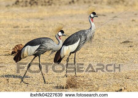 Black crowned crane (Balearica pavonina), couple in grassland, South Luangwa National Park, Zambia, Africa View Large Photo Image Stock Photo - Black crowned crane (Balearica pavonina), couple in grassland, South Luangwa National Park, Zambia, Africa. Fotosearch