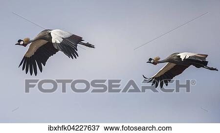 Black crowned cranes (Balearica pavonina), in flight, pair, South Luangwa National Park, Zambia, Africa View Large Photo Image Stock Photo - Black crowned cranes (Balearica pavonina), in flight, pair, South Luangwa National Park, Zambia, Africa. Fotosearch