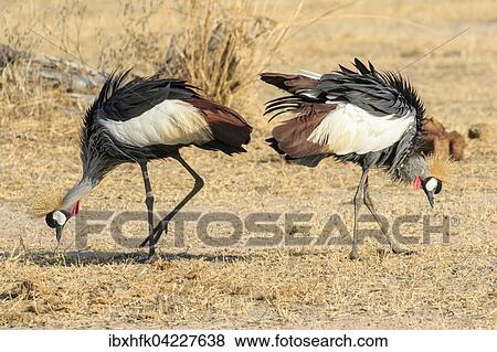 Stock Photo - Black crowned cranes (Balearica pavonina), couple foraging, South Luangwa National Park, Zambia, Africa. Fotosearch