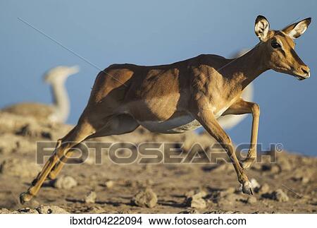 Black-Faced Impala (Aepyceros melampus petersi), running female near a waterhole, in the background Kori Bustards (Ardeotis kori), Etosha National Park, Namibia, Africa View Large Photo Image Picture - Black-Faced Impala (Aepyceros melampus petersi), running female near a waterhole, in the background Kori Bustards (Ardeotis kori), Etosha National Park, Namibia, Africa. Fotosearch