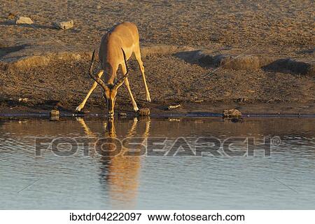 Black-Faced Impala (Aepyceros melampus petersi), male, drinking at a waterhole in the last light of the evening, Etosha National Park, Namibia, Africa View Large Photo Image Stock Photo - Black-Faced Impala (Aepyceros melampus petersi), male, drinking at a waterhole in the last light of the evening, Etosha National Park, Namibia, Africa. Fotosearch