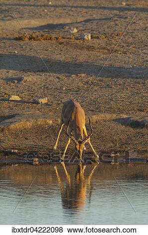 Black-Faced Impala (Aepyceros melampus petersi), male, drinking at a waterhole in the last light of the evening, Etosha National Park, Namibia, Africa View Large Photo Image Stock Photo - Black-Faced Impala (Aepyceros melampus petersi), male, drinking at a waterhole in the last light of the evening, Etosha National Park, Namibia, Africa. Fotosearch