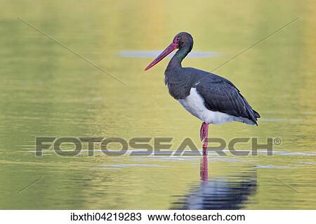 Black stork (Ciconia nigra), adult in the water at sunset, Middle Elbe Biosphere Reserve, Saxony-Anhalt, Germany, Europe View Large Photo Image Stock Image - Black stork (Ciconia nigra), adult in the water at sunset, Middle Elbe Biosphere Reserve, Saxony-Anhalt, Germany, Europe. Fotosearch
