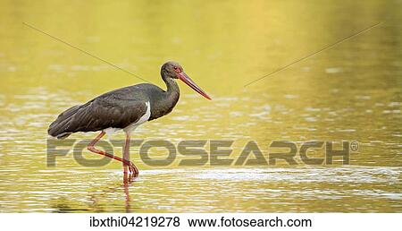 Black stork (Ciconia nigra), adult in the water at sunset, Middle Elbe Biosphere Reserve, Saxony-Anhalt, Germany, Europe View Large Photo Image Stock Photo - Black stork (Ciconia nigra), adult in the water at sunset, Middle Elbe Biosphere Reserve, Saxony-Anhalt, Germany, Europe. Fotosearch