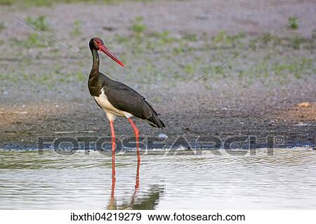 Black stork (Ciconia nigra), adult in the water, shore area of ​​the Elbe, Middle Elbe Biosphere Reserve, Saxony-Anhalt, Germany, Europe View Large Photo Image Stock Photo - Black stork (Ciconia nigra), adult in the water, shore area of ​​the Elbe, Middle Elbe Biosphere Reserve, Saxony-Anhalt, Germany, Europe. Fotosearch