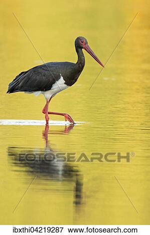 Black stork (Ciconia nigra), adult in the water at sunset, Middle Elbe Biosphere Reserve, Saxony-Anhalt, Germany, Europe View Large Photo Image Stock Photo - Black stork (Ciconia nigra), adult in the water at sunset, Middle Elbe Biosphere Reserve, Saxony-Anhalt, Germany, Europe. Fotosearch