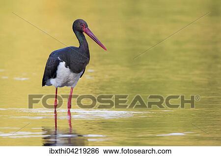 Black stork (Ciconia nigra), adult in the water at sunset, Middle Elbe Biosphere Reserve, Saxony-Anhalt, Germany, Europe View Large Photo Image Stock Photograph - Black stork (Ciconia nigra), adult in the water at sunset, Middle Elbe Biosphere Reserve, Saxony-Anhalt, Germany, Europe. Fotosearch