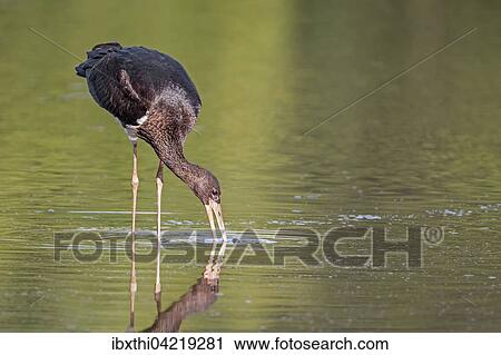 Black stork (Ciconia nigra), young bird in the water, shore area of ​​the Elbe, foraging, Middle Elbe Biosphere Reserve, Saxony-Anhalt, Germany, Europe View Large Photo Image Stock Image - Black stork (Ciconia nigra), young bird in the water, shore area of ​​the Elbe, foraging, Middle Elbe Biosphere Reserve, Saxony-Anhalt, Germany, Europe. Fotosearch