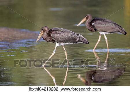 Black stork (Ciconia nigra), young birds in the water, shore area of ​​the Elbe, Middle Elbe Biosphere Reserve, Saxony-Anhalt, Germany, Europe View Large Photo Image Stock Image - Black stork (Ciconia nigra), young birds in the water, shore area of ​​the Elbe, Middle Elbe Biosphere Reserve, Saxony-Anhalt, Germany, Europe. Fotosearch
